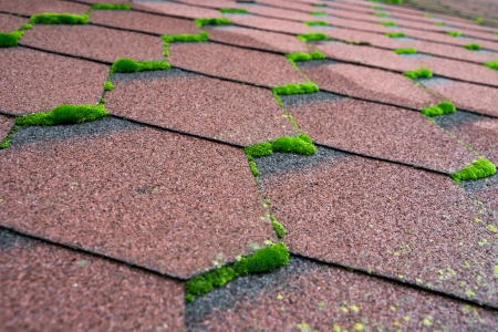 Intriguing world fire moss impact asphalt shingle roofs