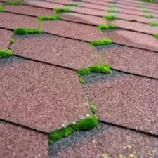 The Intriguing World of Fire Moss and Its Impact on Asphalt Shingle Roofs